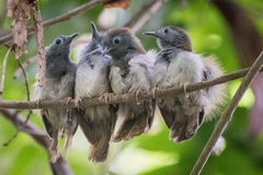 Cyanoderma erythropterum