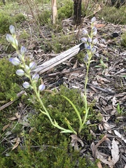 Thelymitra megcalyptra