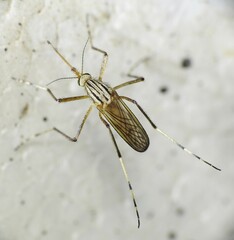 Aedes vittiger