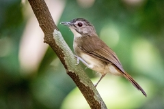 Moustached Babbler photo 2