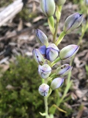 Thelymitra megcalyptra