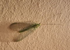 Apertochrysa edwardsi