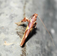 Caloptilia xanthopharella