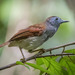 Chestnut-winged Babbler - Photo (c) John Clough, some rights reserved (CC BY-NC), uploaded by John Clough