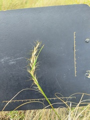 Trisetopsis imberbis