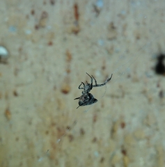 Philoponella congregabilis