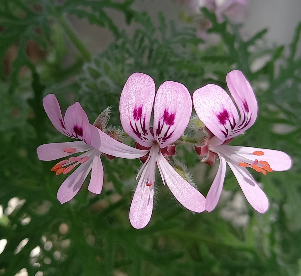 Pelargonium graveolens