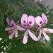 Rose-scented Geranium - Photo (c) galpinmd, some rights reserved (CC BY-NC), uploaded by galpinmd