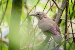 Malacocincla abbotti