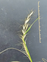 Trisetopsis imberbis