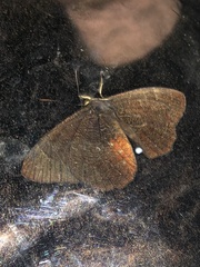 Nymphalidae