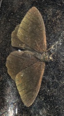 Nymphalidae