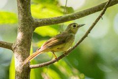 Tricholestes criniger