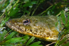 Platycephalus laevigatus