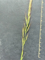 Trisetopsis imberbis