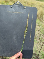 Trisetopsis imberbis