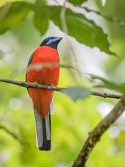 Harpactes duvaucelii