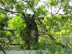 Bubo africanus africanus