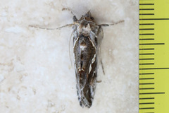 Chrysodeixis argentifera