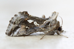 Chrysodeixis argentifera