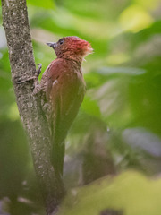 Chrysophlegma miniaceum