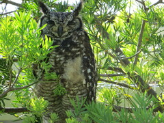 Bubo africanus africanus