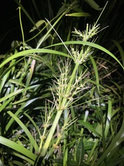 Lomandra hystrix