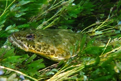 Platycephalus laevigatus