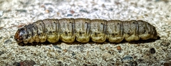 Agrotis ipsilon
