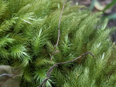 Pyrrhobryum paramattense