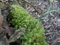 Pyrrhobryum paramattense