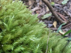 Pyrrhobryum paramattense