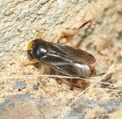 Corixidae