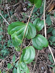 Smilax anceps