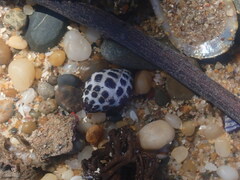 Tenguella marginalba