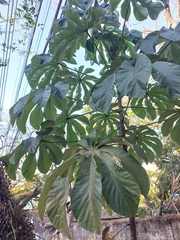Cecropia pachystachya