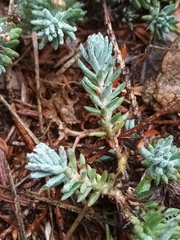 Petrosedum rupestre