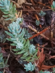 Petrosedum rupestre