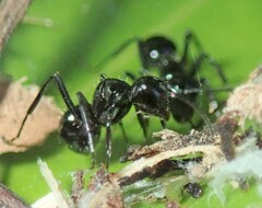Polyrhachis pilosa