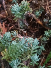 Petrosedum rupestre