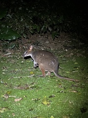 Thylogale stigmatica