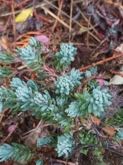Petrosedum rupestre