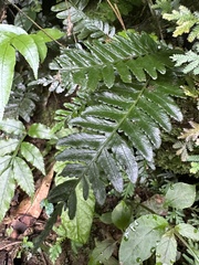 Bolbitis appendiculata