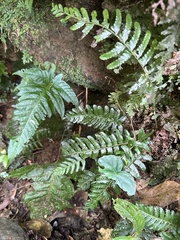 Bolbitis appendiculata