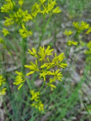 Glischrocaryon behrii