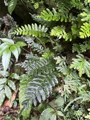 Bolbitis appendiculata