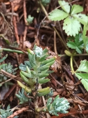 Petrosedum rupestre