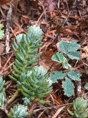 Petrosedum rupestre