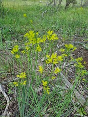 Glischrocaryon behrii