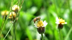 Syrphidae